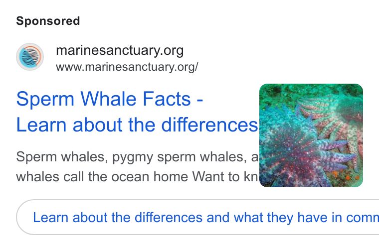 Give Lively ad on Google Ads: SS www.marinesanctuary.org/ Sperm Whale Facts - 7 Learn about the differences. Sperm whales, pygmy sperm whales, ely whales call the ocean home Want to kn&& Learn about the differences and what they have in comn