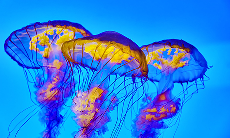 Energy from jellyfish?
