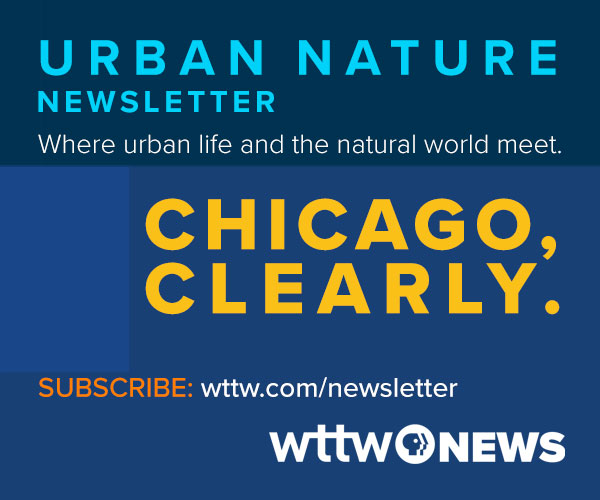 Urban Nature Newsletter. Where urban life and the natural world meet. CHICAGO, CLEARLY. SUBSCRIBE: wttw.com/newsletter