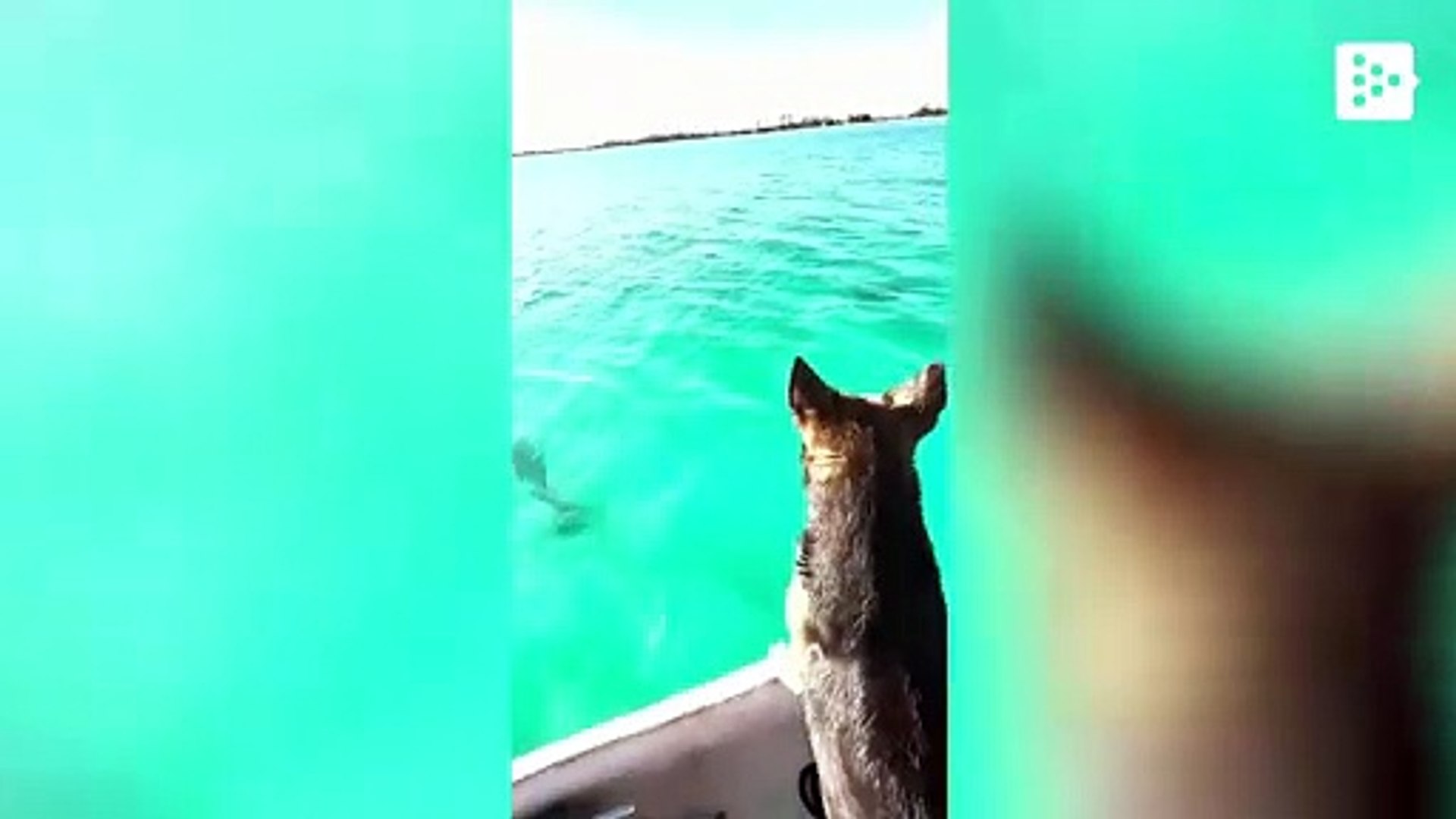 Ampliffy TV in English Two dogs jump out of their owner's boat to swim