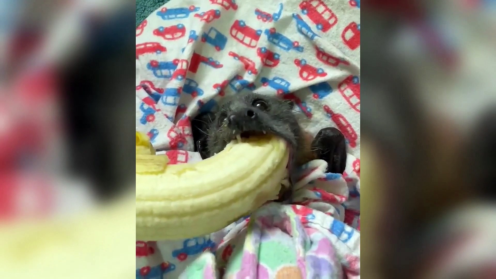 Ampliffy TV in English An adorable bat bites into a banana