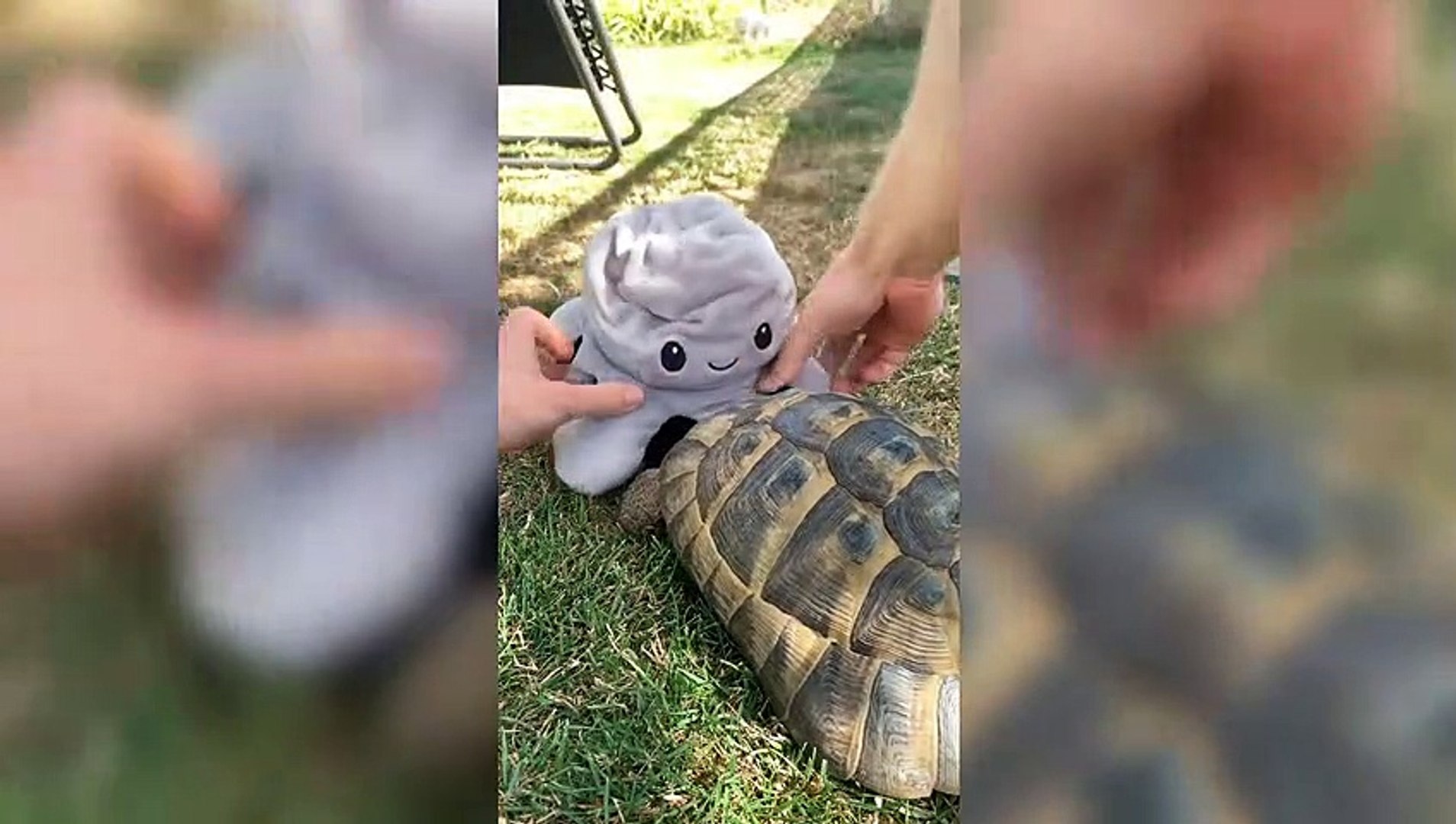 Ampliffy TV in English: The racist turtle that only attacks black objects