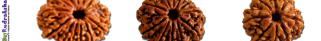 Buy Genuine Cheap Rudraksha