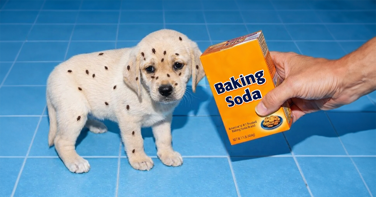 1-flea-body-image-v2